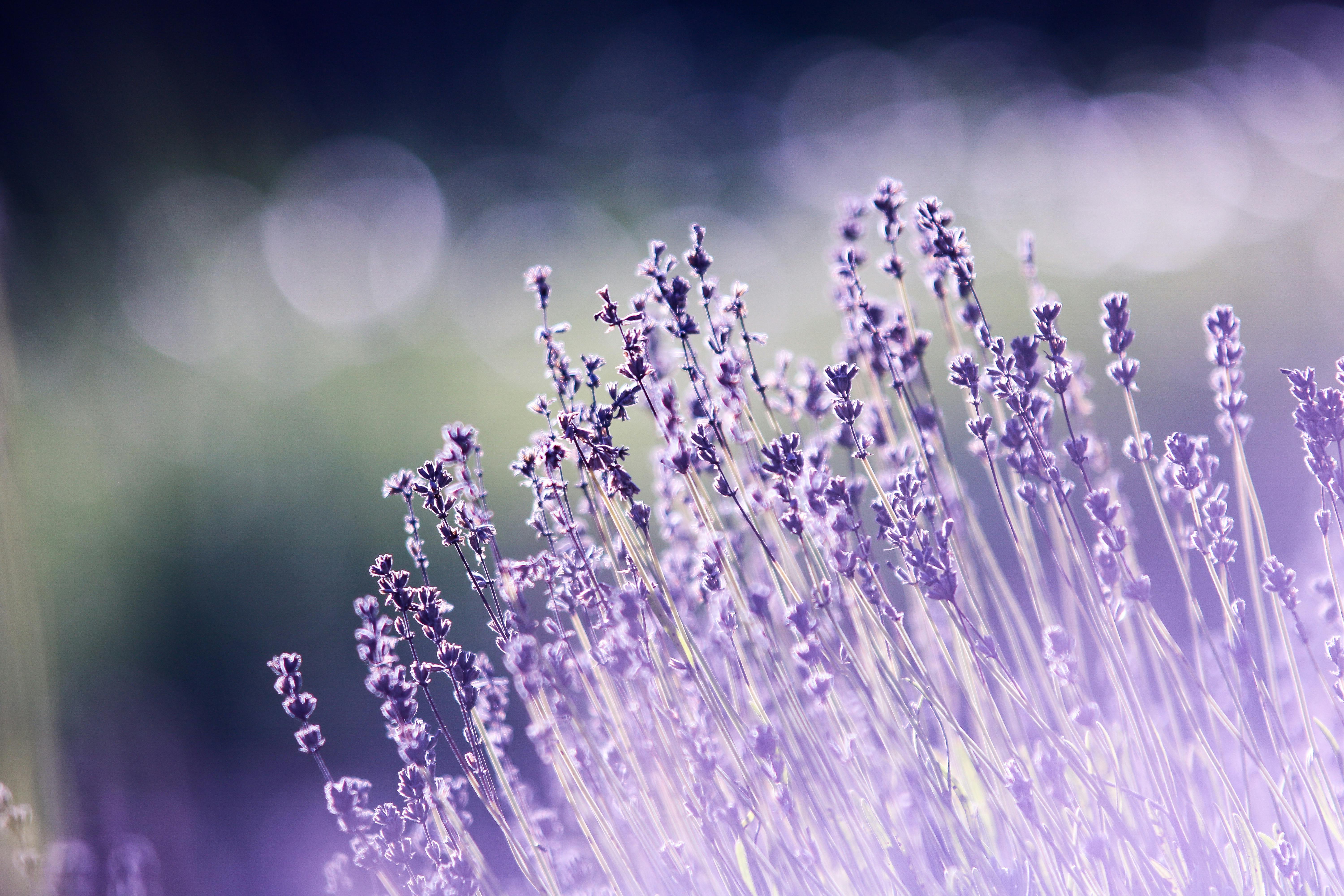 A bunch of lavender blooms in the sun, the purple flowers look especially beautiful against the green leaves. - free wallpaper image