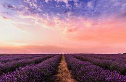 A vast field of lavender, bathed in the golden light of sunset, with pink and blue hues in the sky creating a dreamy atmosphere. - free wallpaper image