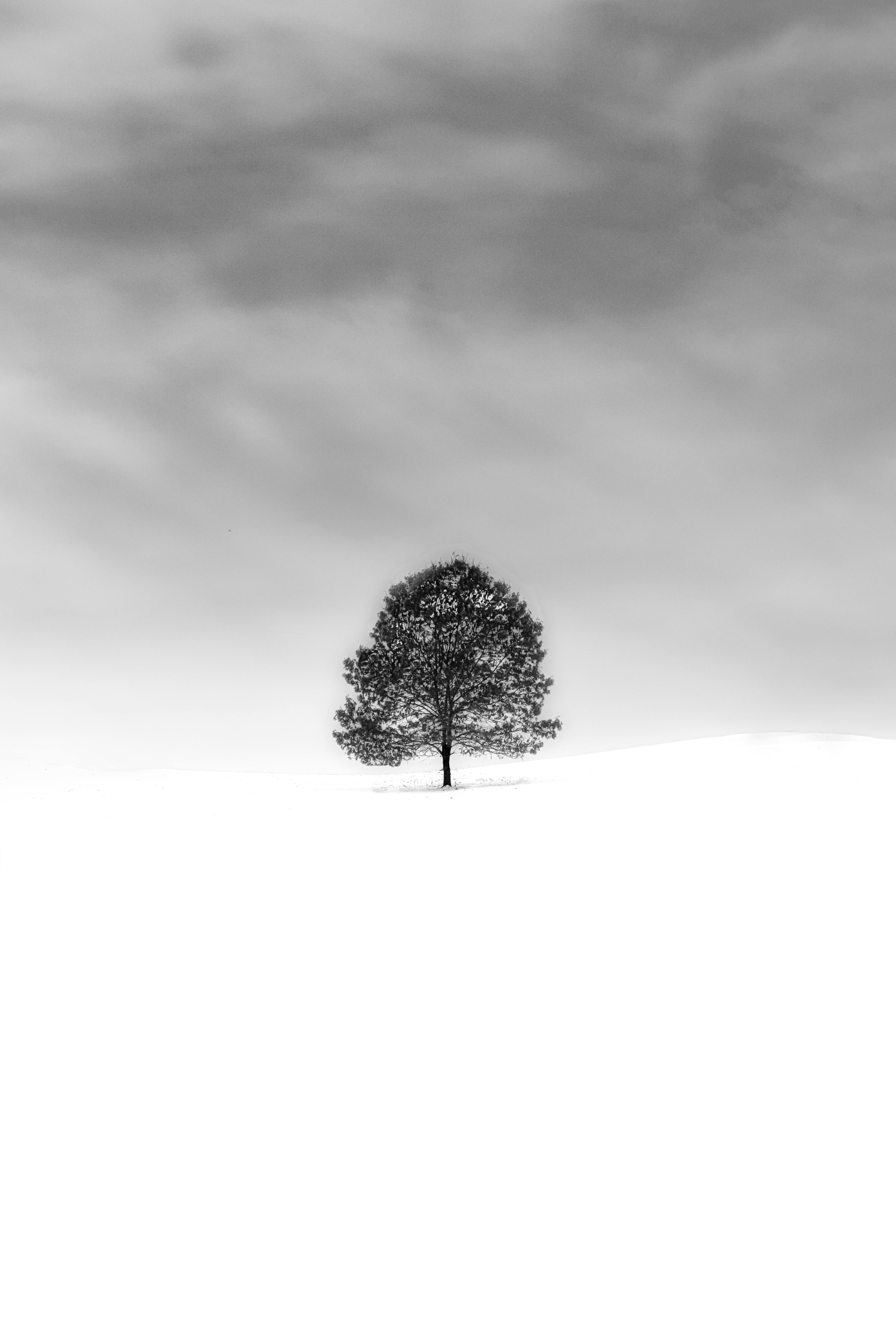 A lone tree stands in a vast field covered in white snow, the sky is overcast and cloudy. - free wallpaper image