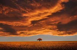 A lone tree stands in the middle of a field at sunset, with orange clouds in the sky and a gray horizon in the distance. - free wallpaper image