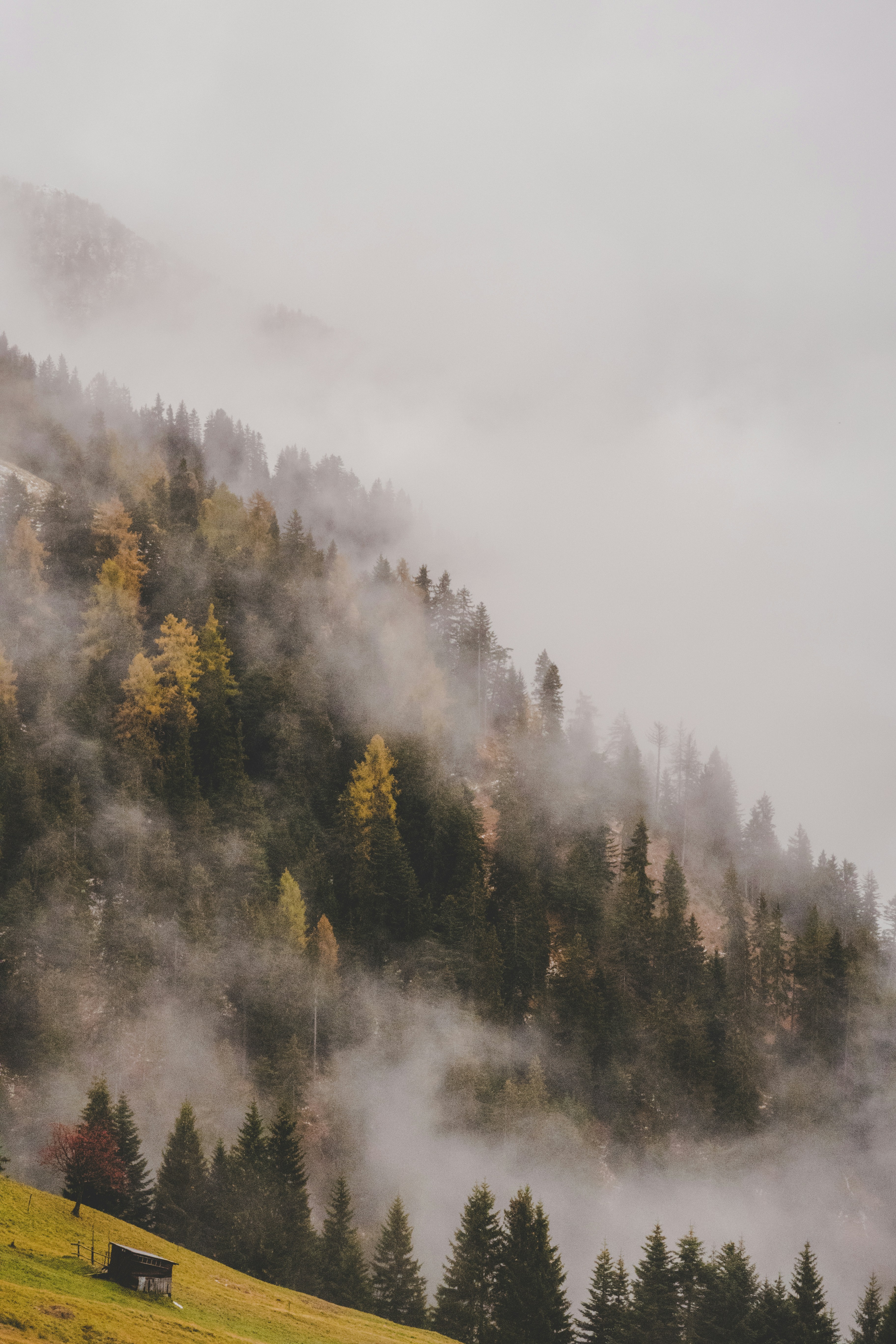 A misty forest with trees hidden in the fog, the distant mountains are faintly visible. - free wallpaper image