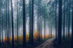 A winding path through a misty forest, with tall trees and yellowing leaves, showcasing a peaceful autumn scene. - free wallpaper image