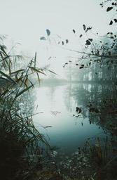 A misty morning, the surface of the lake is calm and still, the surrounding trees are reflected in the water, and there are a few dead leaves hanging from the branches. - free wallpaper image