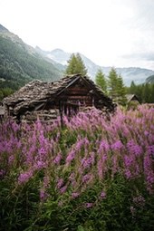 An old wooden cabin sits in the mountains, surrounded by purple wildflowers, with a backdrop of rolling mountains. - free wallpaper image