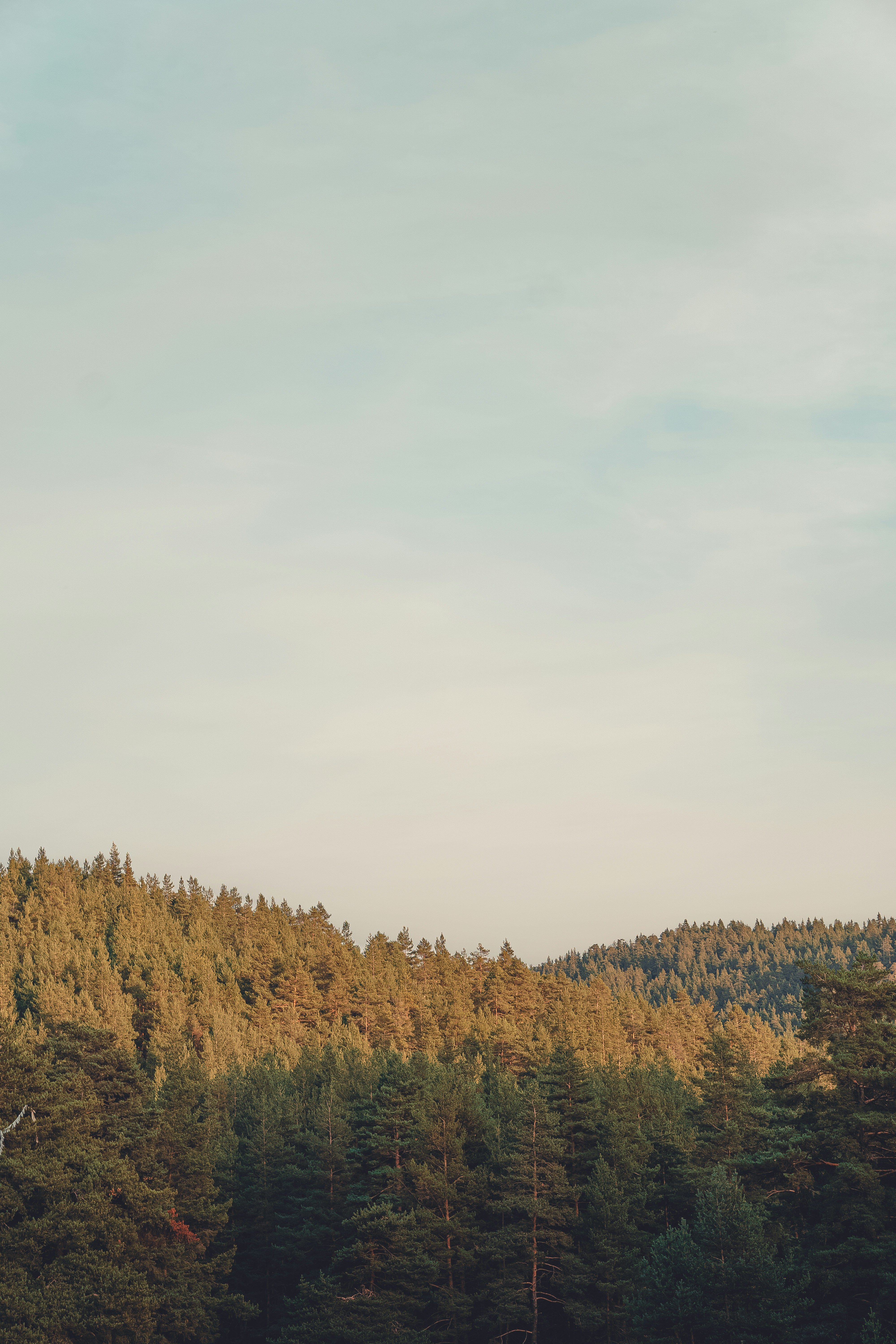 A lush forest covers the hillside in the distance, while the sky is a clear blue. - free wallpaper image