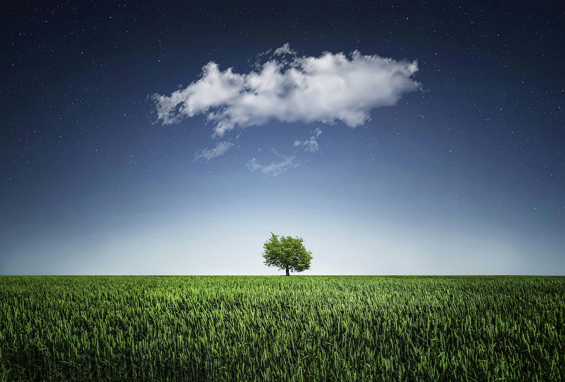 A single tree stands in a field of green grass under a night sky with one white cloud - free wallpaper image