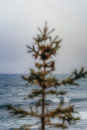 The sea is choppy and turbulent, seen through the branches of a tree. - free wallpaper image