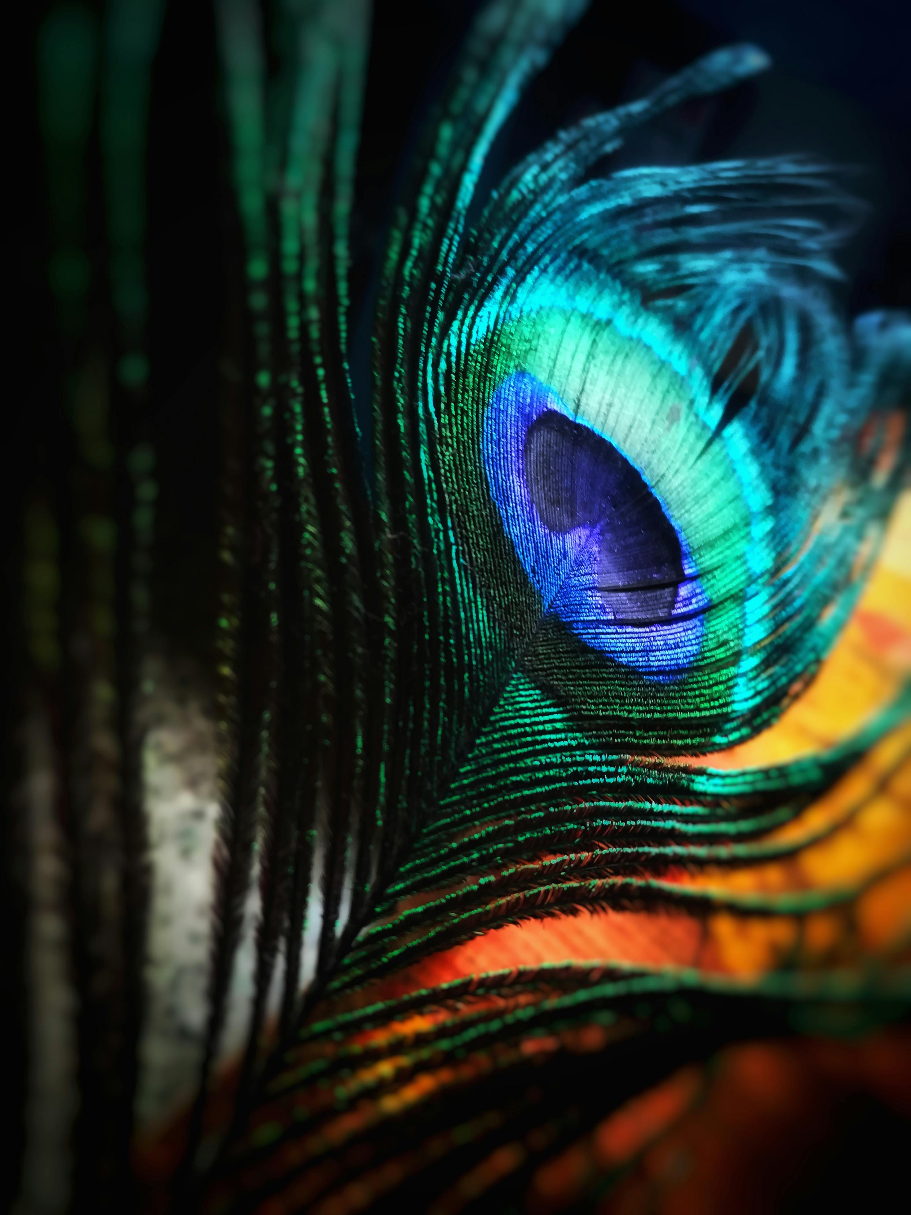 A close-up of a peacock feather, showcasing its colorful pattern and unique 'eye'. - free wallpaper image