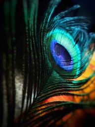 A close-up of a peacock feather, showcasing its colorful pattern and unique 'eye'. - free wallpaper image