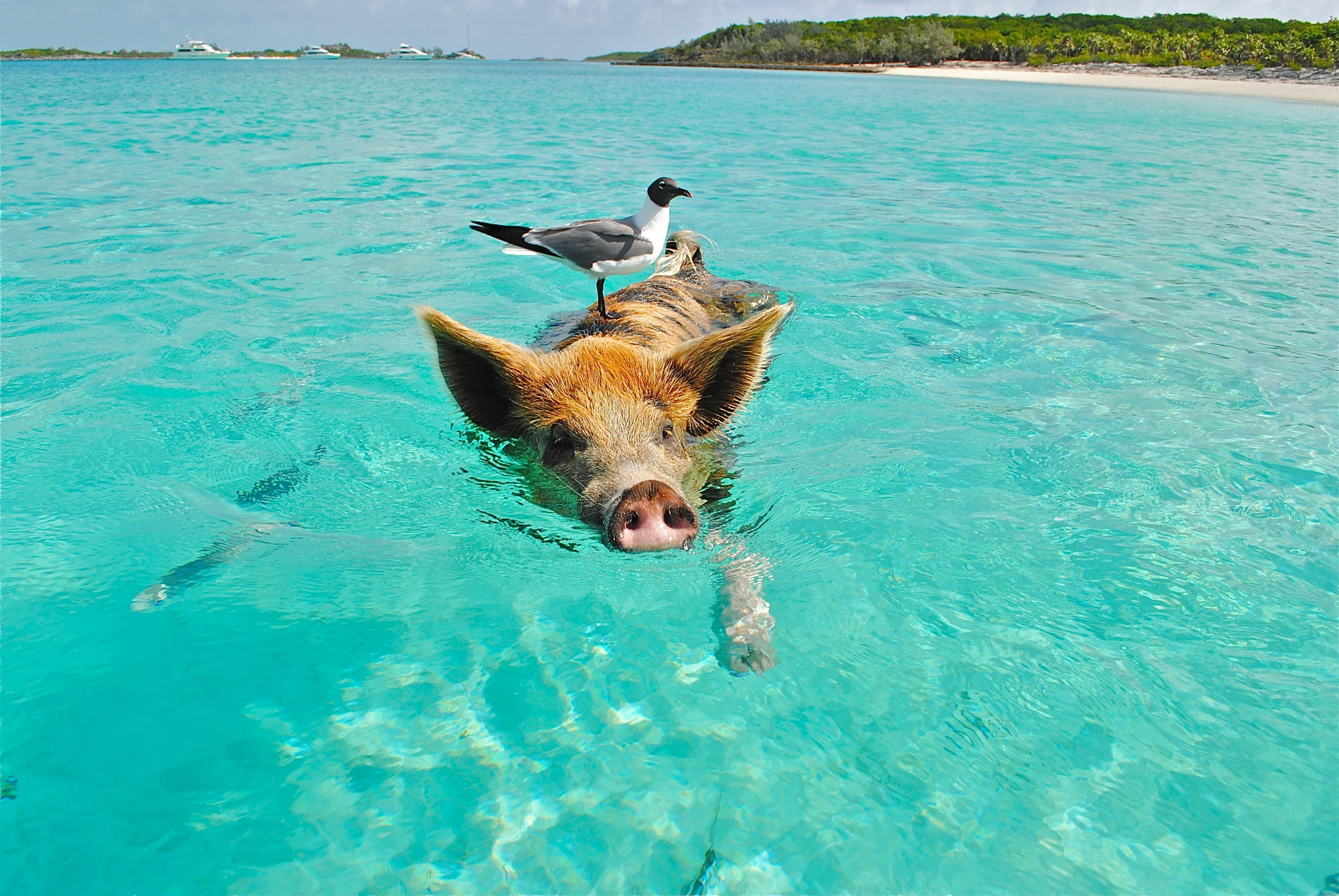 A pig swims in clear blue water, a seagull standing on its back. - free wallpaper image