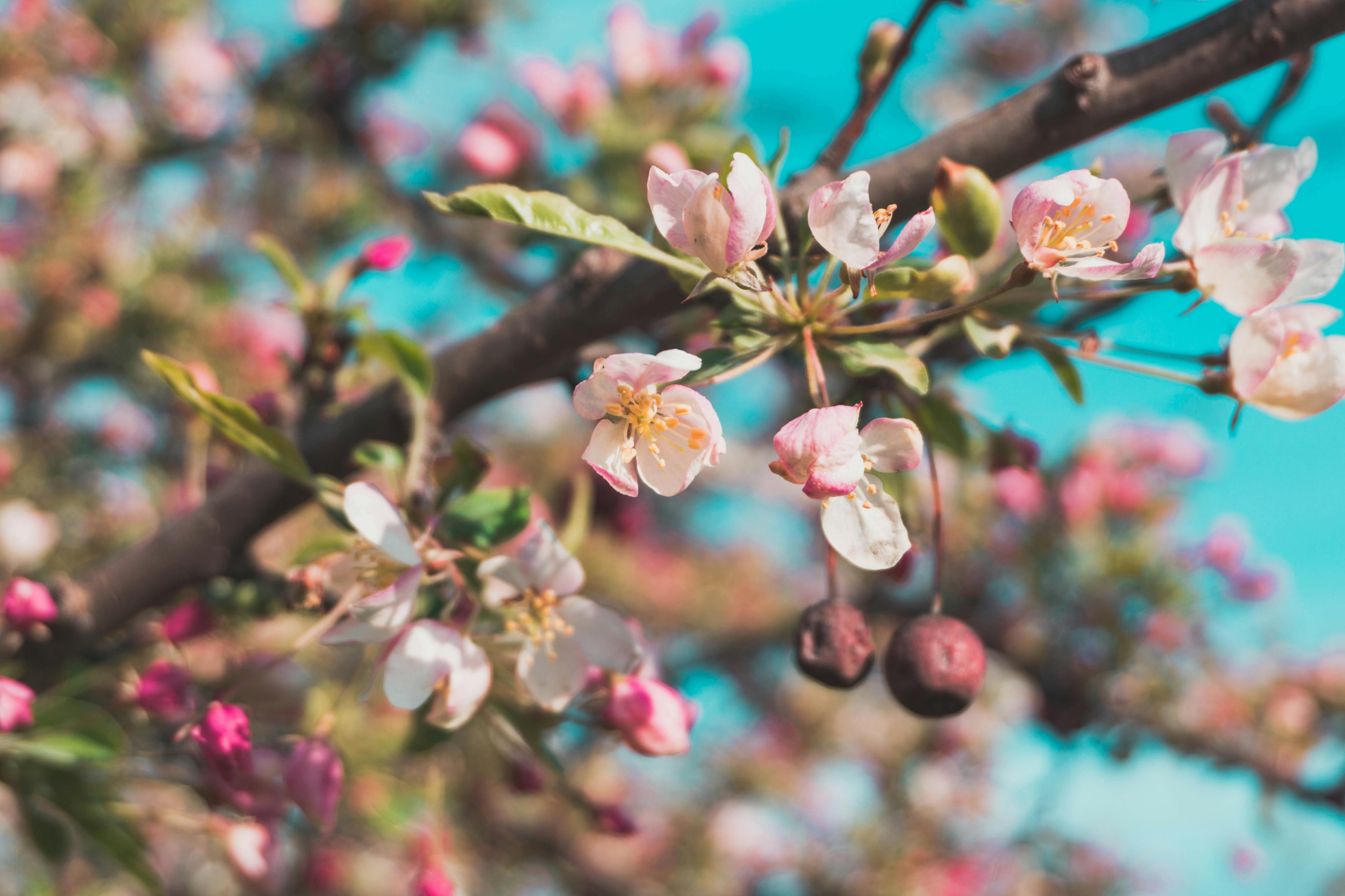 A branch of a tree is covered in pink blossoms, against a blue sky. - free wallpaper image