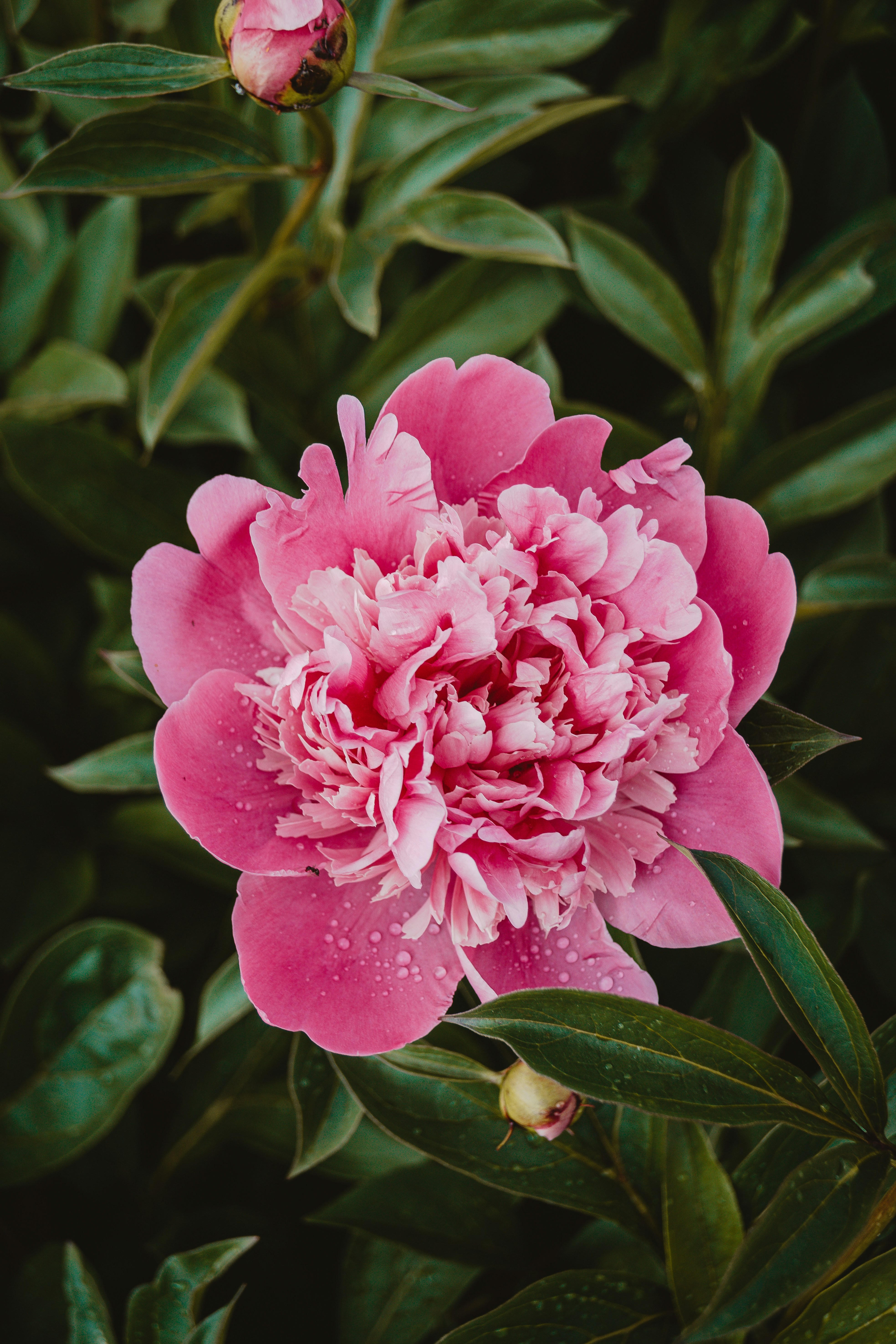 A pink peony flower blooms among green leaves. - free wallpaper image