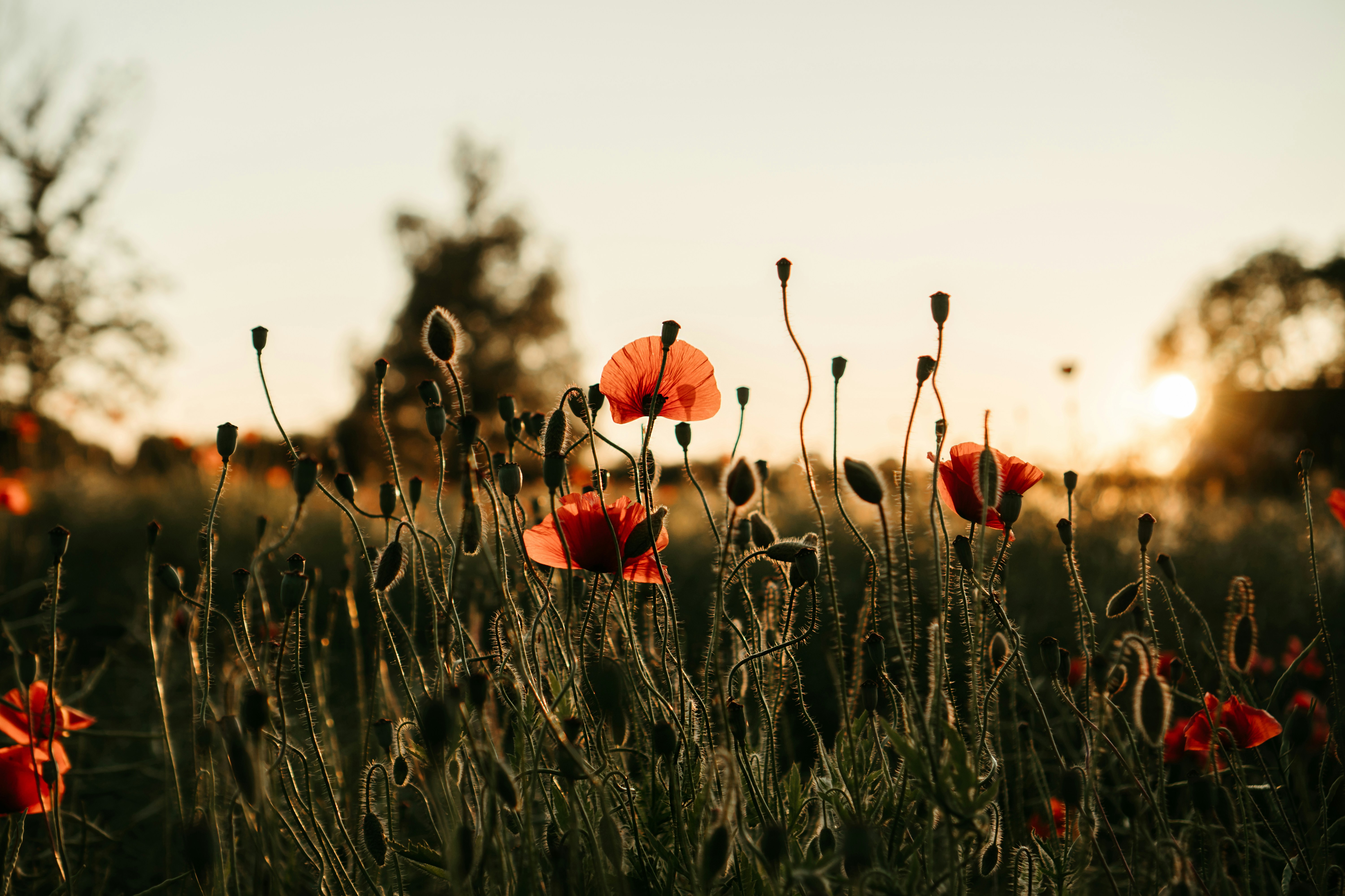 Red poppies bloom in a field of green grass in the setting sun, the petals are especially bright in the sunlight. - free wallpaper image