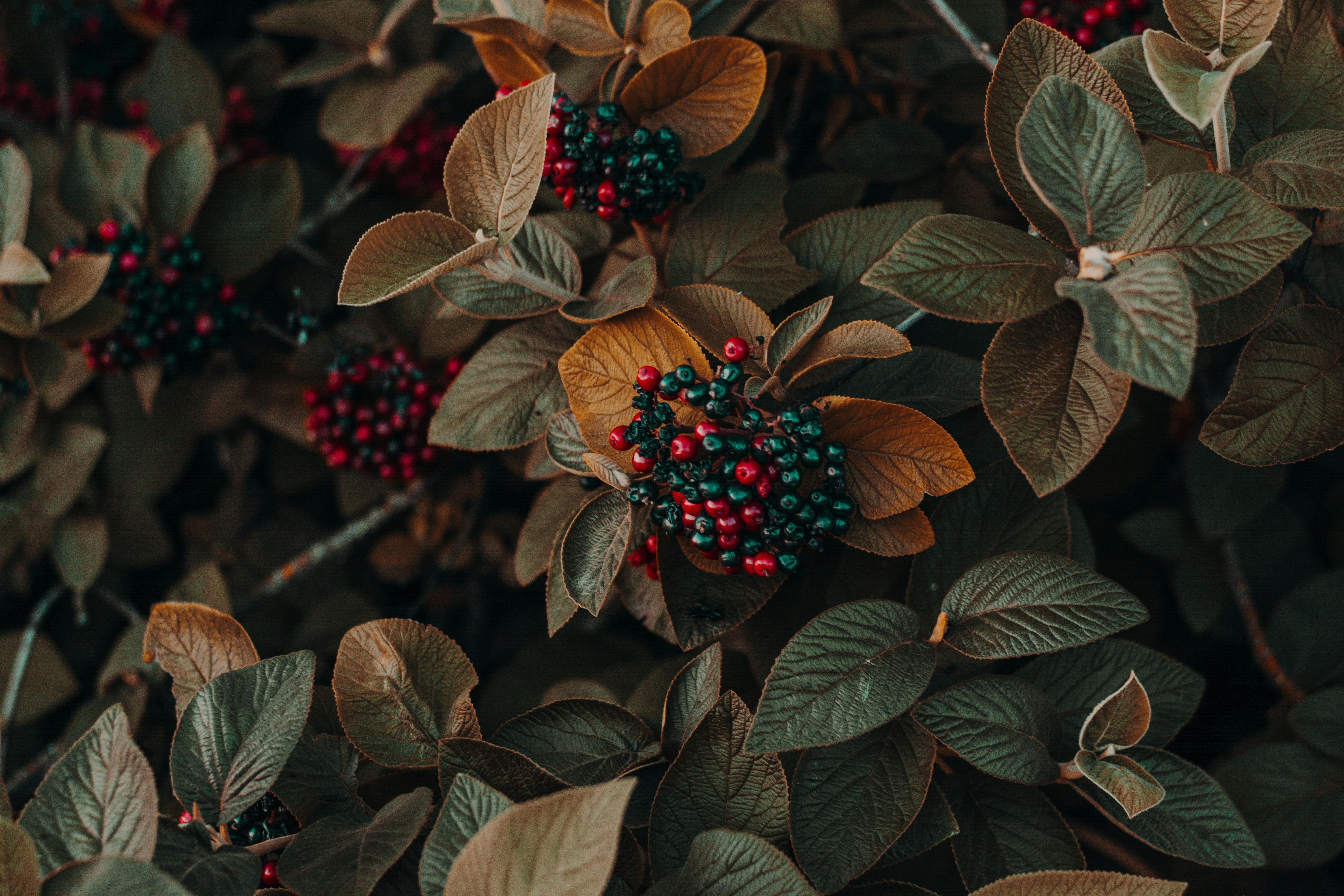 Some red and black berries grow on a plant with dark and brown leaves. - free wallpaper image