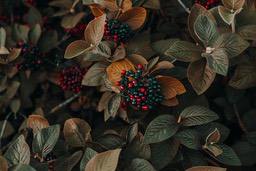 Some red and black berries grow on a plant with dark and brown leaves. - free wallpaper image