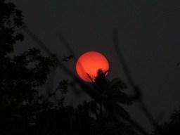 A huge red circle hangs in the black night sky, surrounded by silhouettes of branches - free wallpaper image