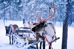 A reindeer standing in the snow, it is tethered by a red rope, the background is a snow-white forest. - wallpaper image