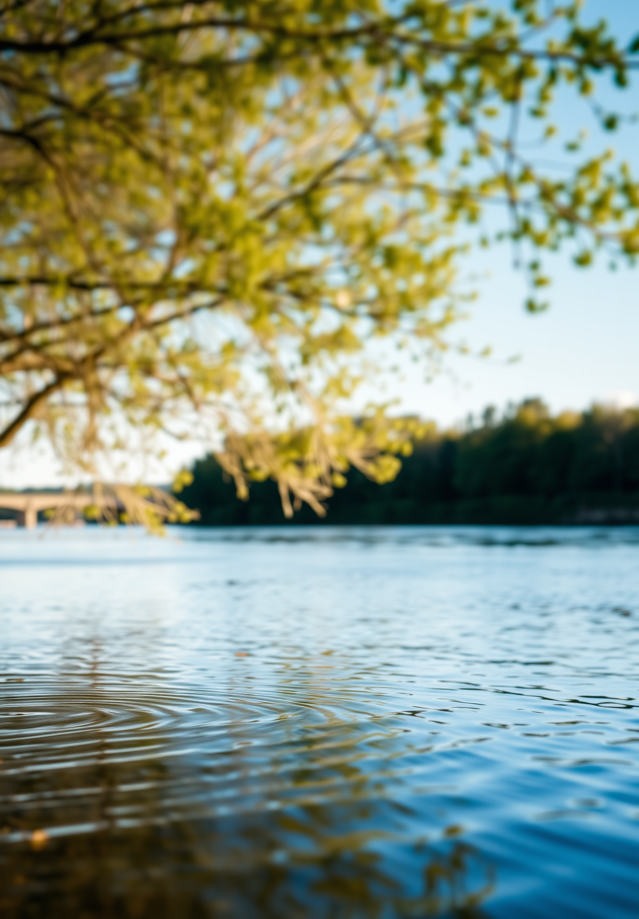 The water surface is rippling, reflecting trees and blue sky, with a bridge in the distance. - wallpaper image