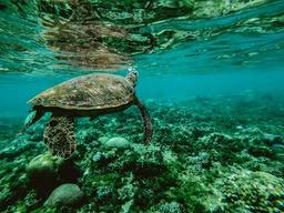 A sea turtle swims in clear water, surrounded by lush coral reefs. - free wallpaper image