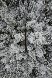 An aerial view of a snowy pine forest, covered in a blanket of white. - free wallpaper image