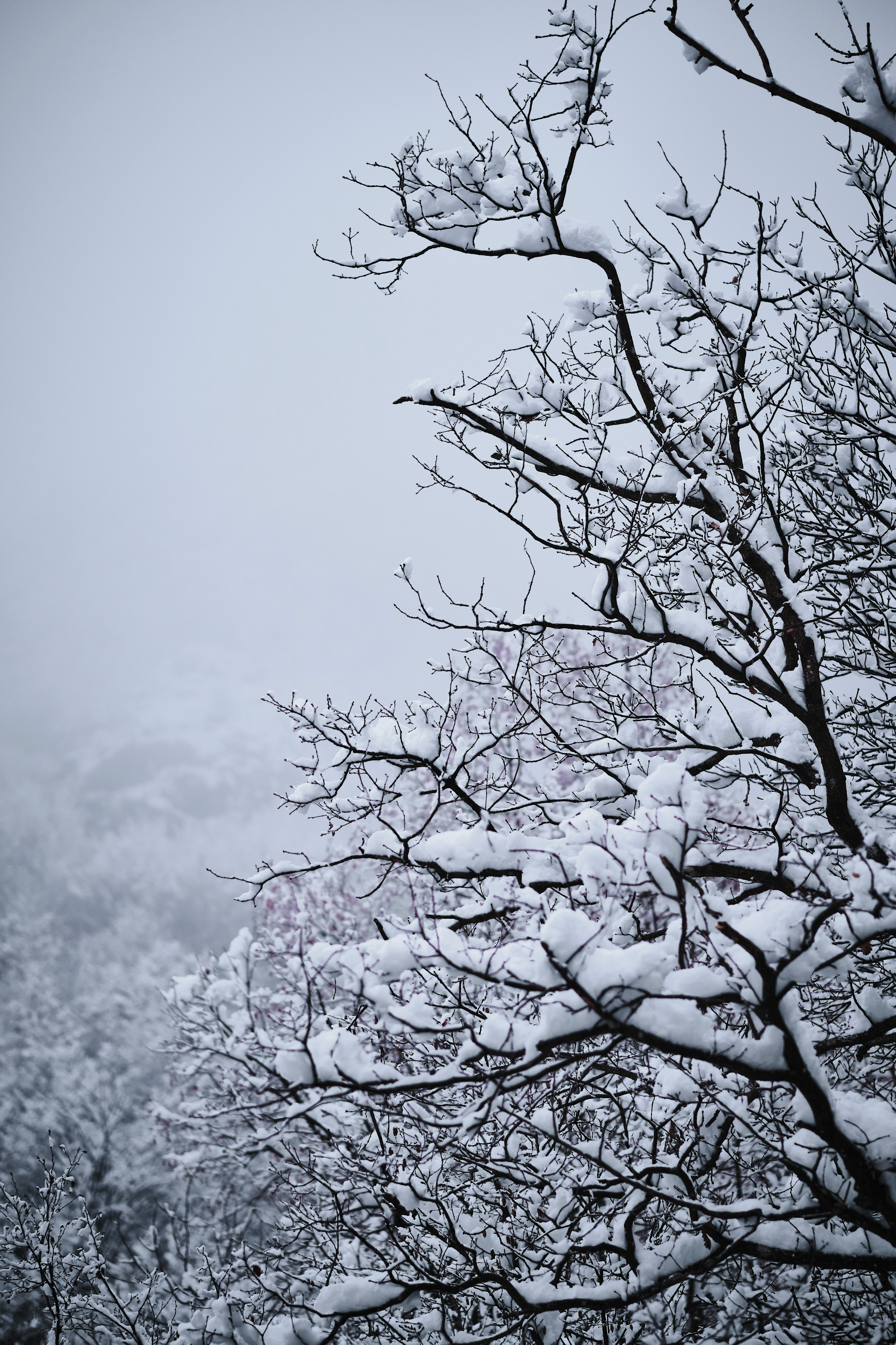 Snow scene, tree branches covered with thick snow, the background is a blurred forest. - free wallpaper image