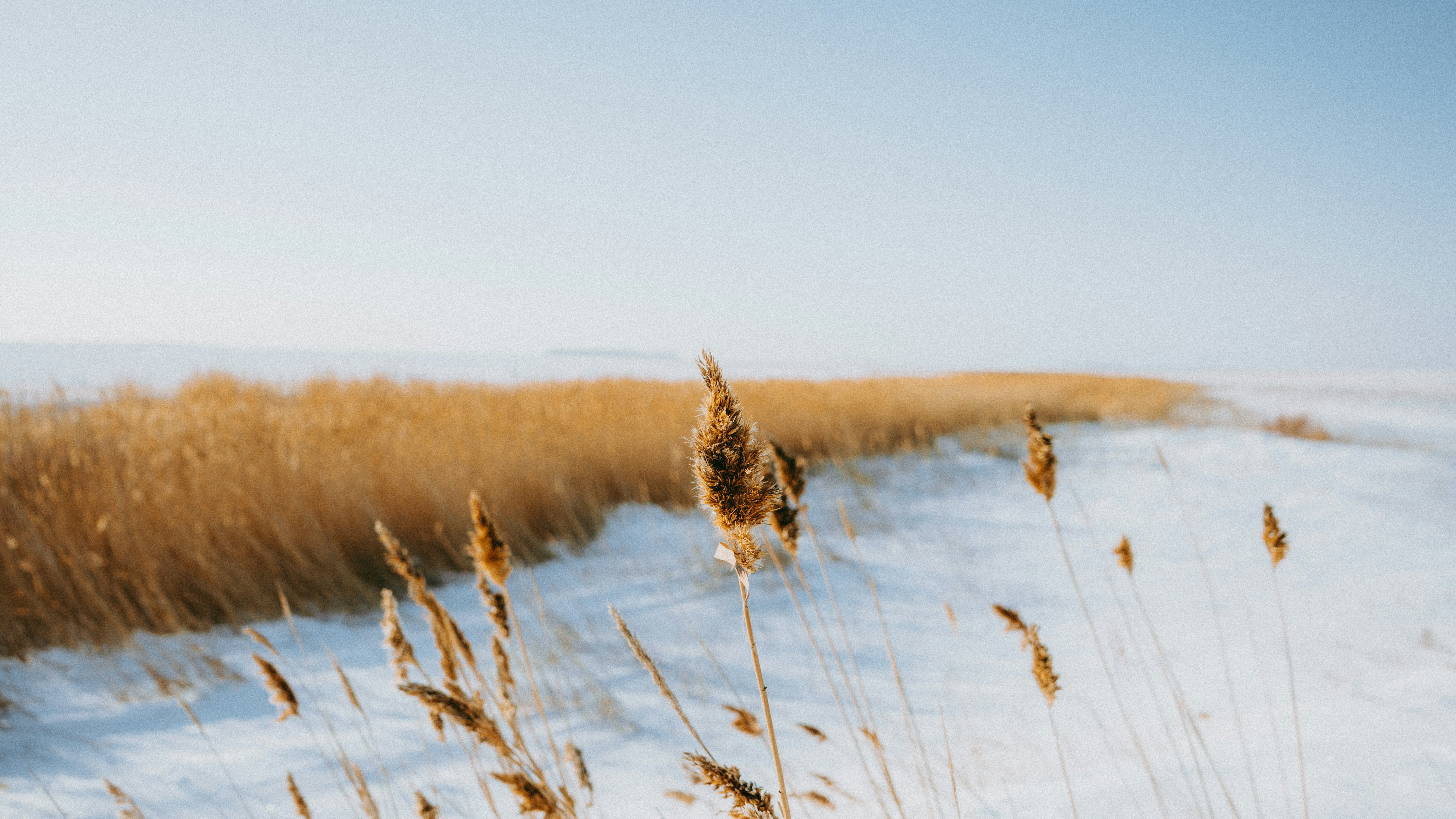 A field of snow with dry reeds swaying in the wind, the sky in the distance is a clear blue. - free wallpaper image