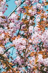 A tree full of pink flowers, there are many buds on the branches, against a backdrop of blue sky and white clouds. - free wallpaper image