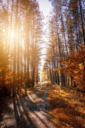 Sunlight streams through a forest, illuminating a winding path. The leaves have turned yellow, and the air is filled with the scent of autumn. - free wallpaper image