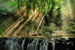 Sunlight shines through a dense forest, illuminating a stream and waterfall, creating beams of light and a dreamy atmosphere. - free wallpaper image