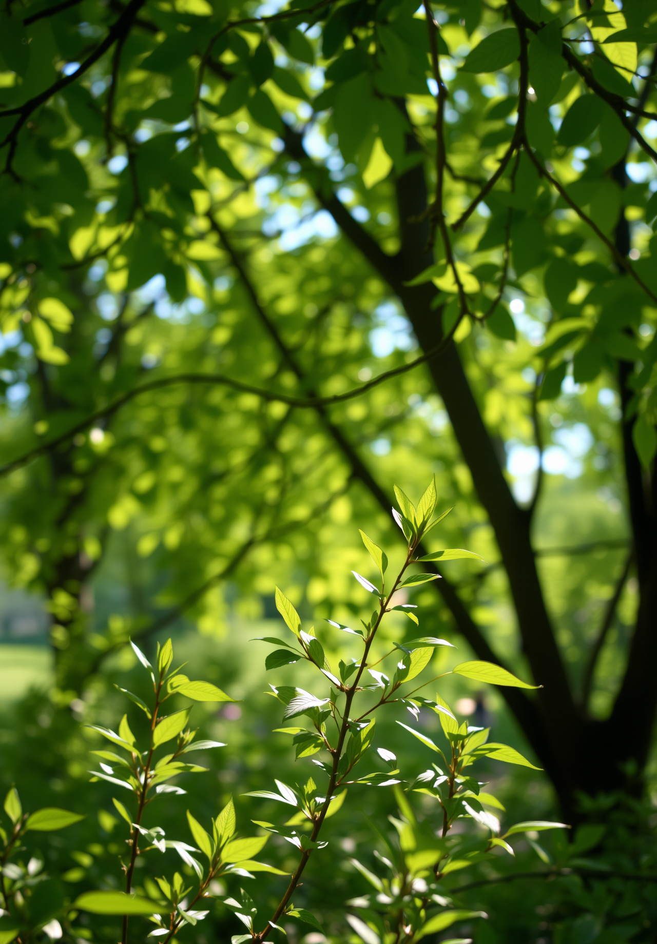 Sunlight shines through the leaves, illuminating the green branches, creating a fresh and natural feeling. - wallpaper image