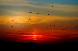 A flock of birds fly through the clouds as the sun sets, painting the sky in shades of orange and red, creating a breathtaking scene. - free wallpaper image