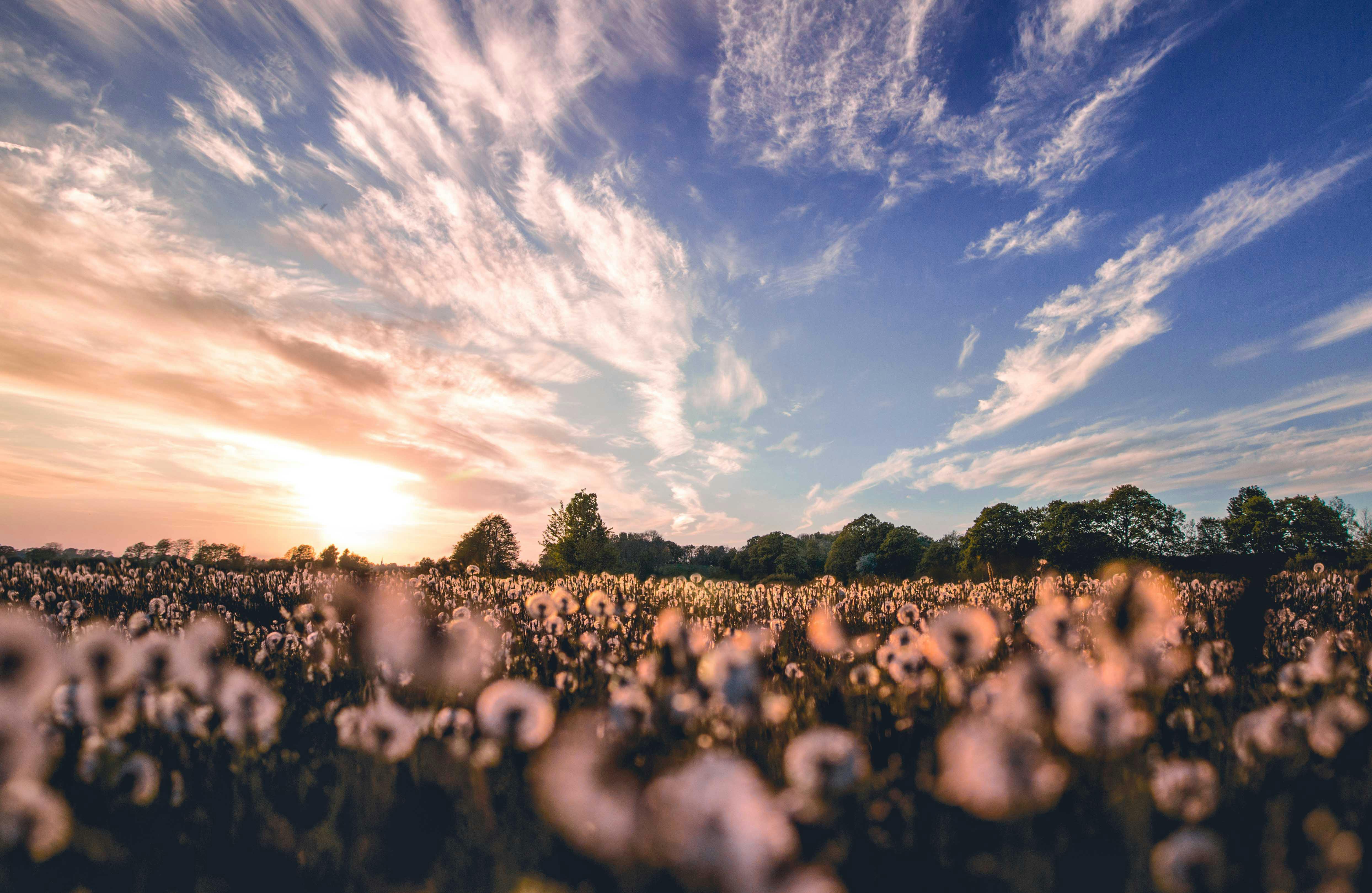 A field of white flowers under a beautiful sunset sky with clouds. - free wallpaper image