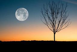 A bare tree silhouetted against a sunset sky with a full moon high in the sky. - free wallpaper image