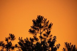 The sky is a deep orange as the sun sets, silhouetting a few trees against the setting sun. - free wallpaper image