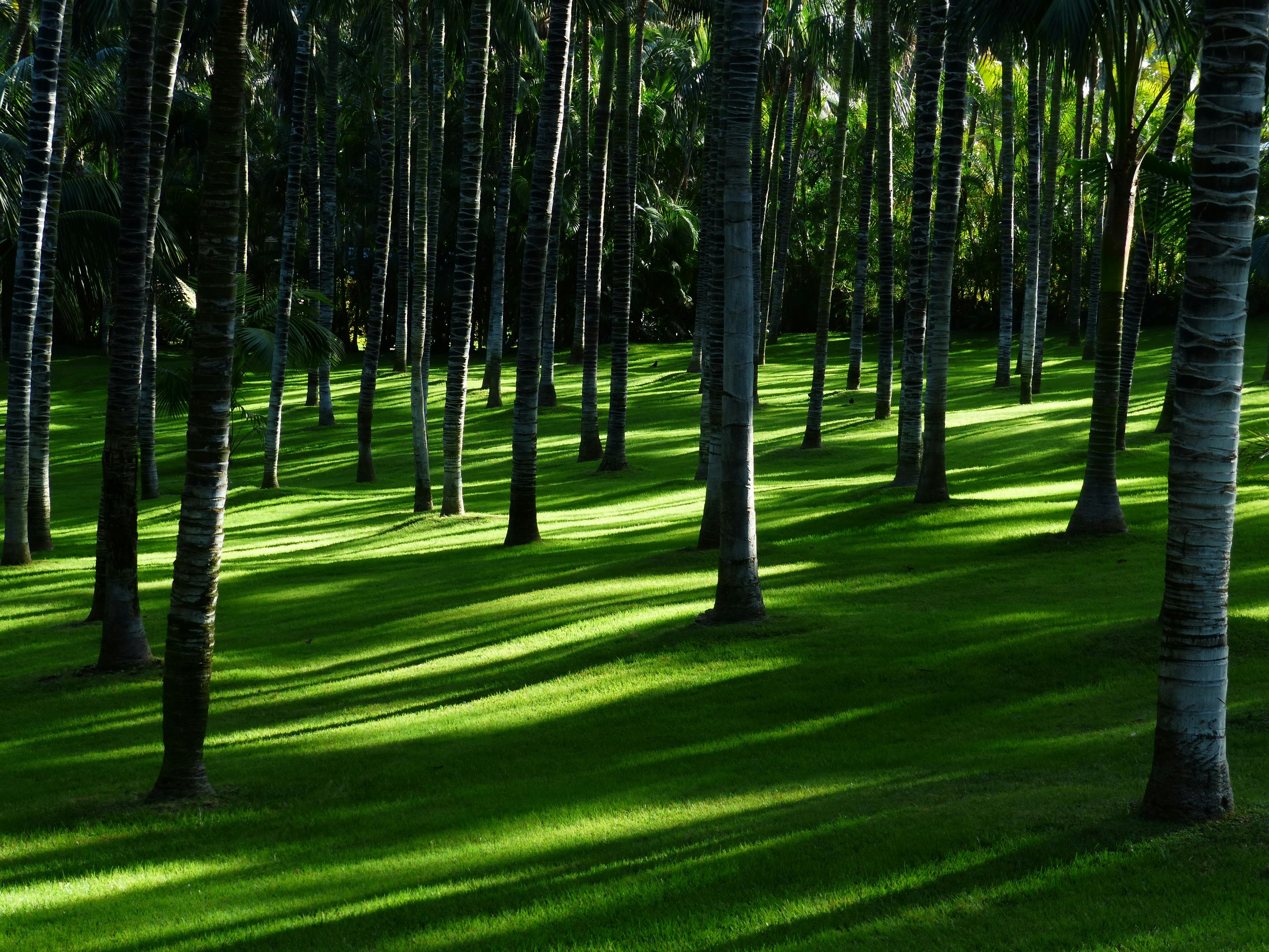 Sunlight shines through the leaves, casting dappled shadows on the green grass, the forest is quiet and beautiful. - free wallpaper image