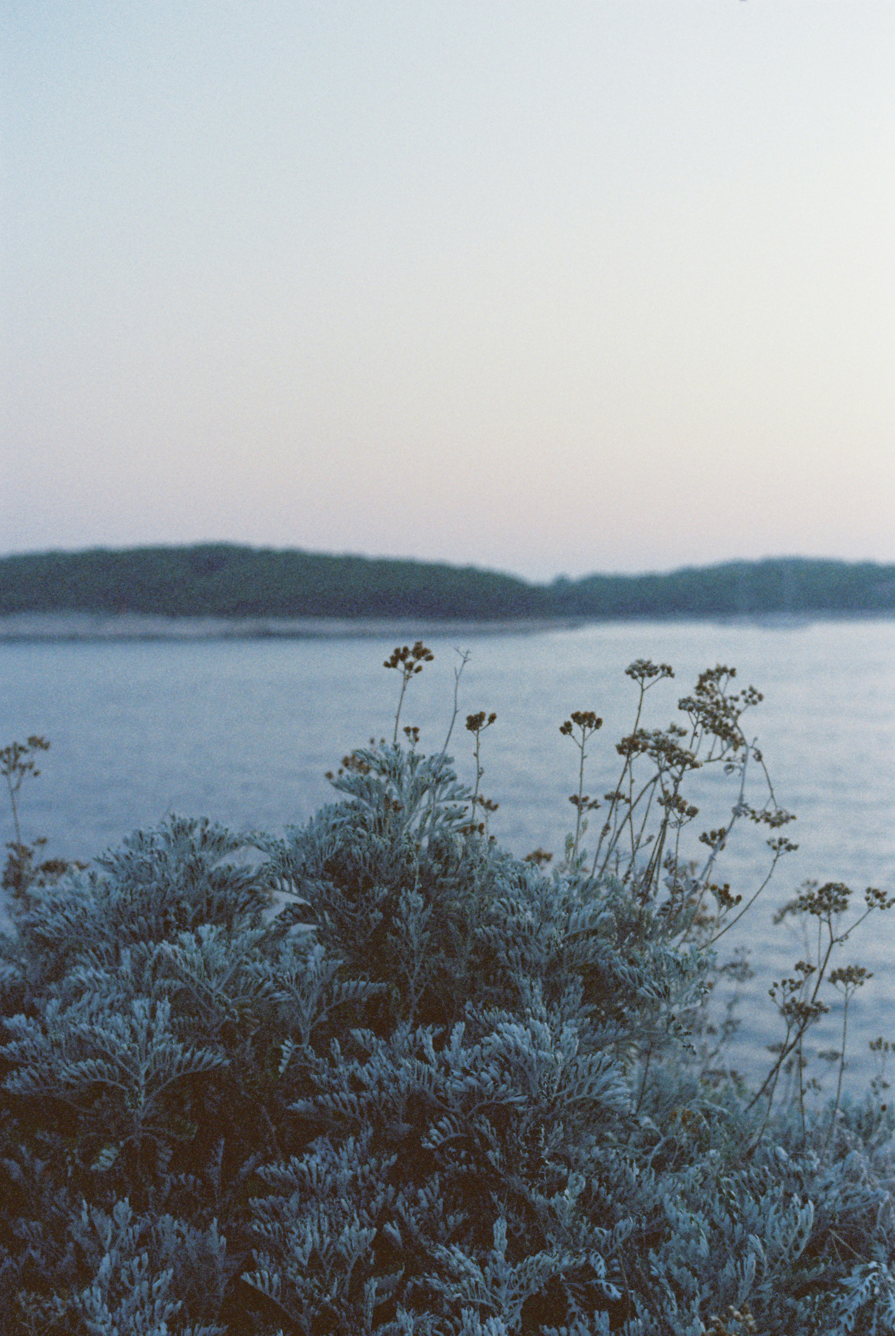 A bush growing on the coast, with calm sea in the distance and a light blue sky. - free wallpaper image