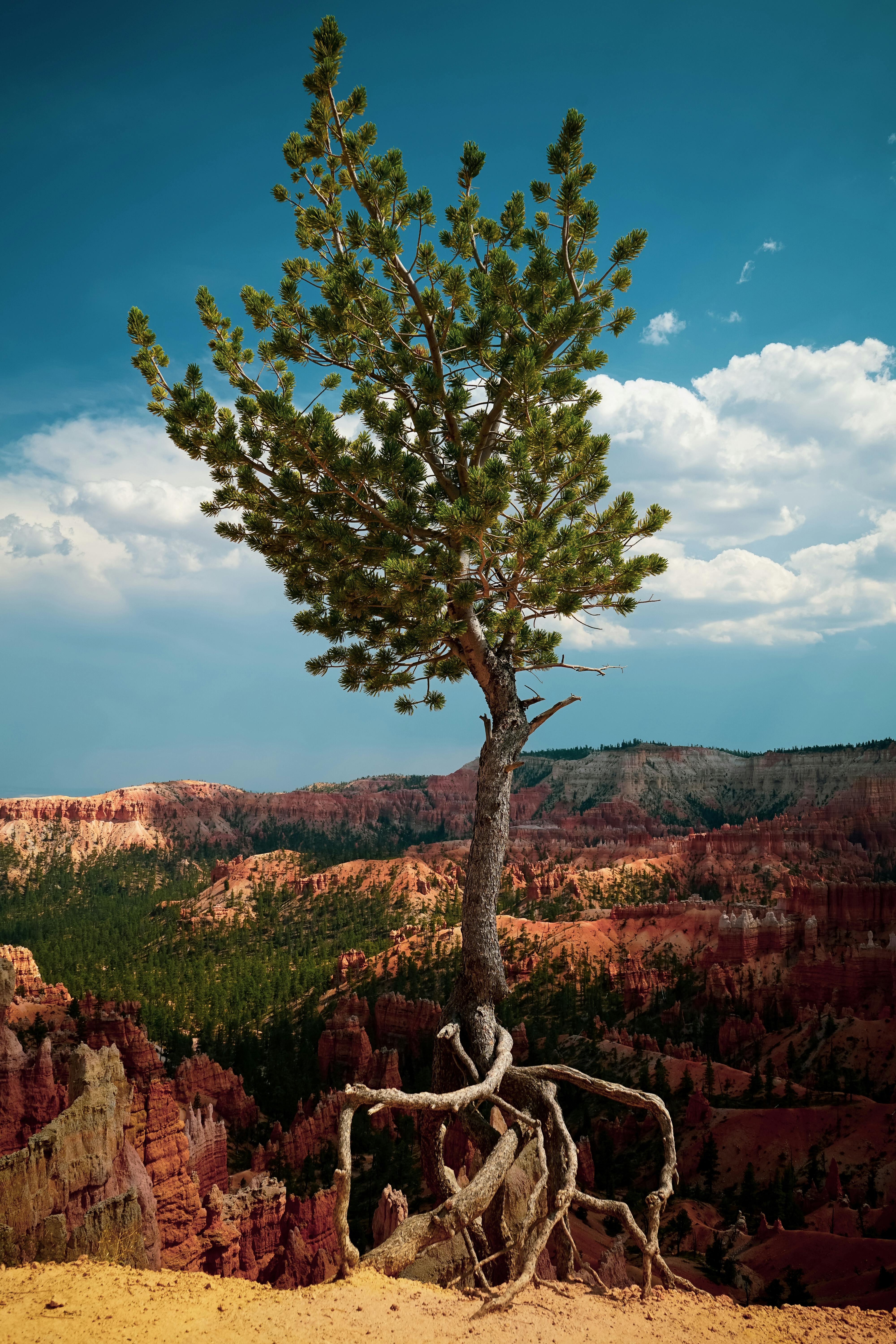 A tree growing on the edge of a cliff with its roots exposed, against a backdrop of red rocky mountains and a blue sky. - free wallpaper image