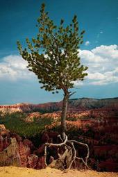 A tree growing on the edge of a cliff with its roots exposed, against a backdrop of red rocky mountains and a blue sky. - free wallpaper image