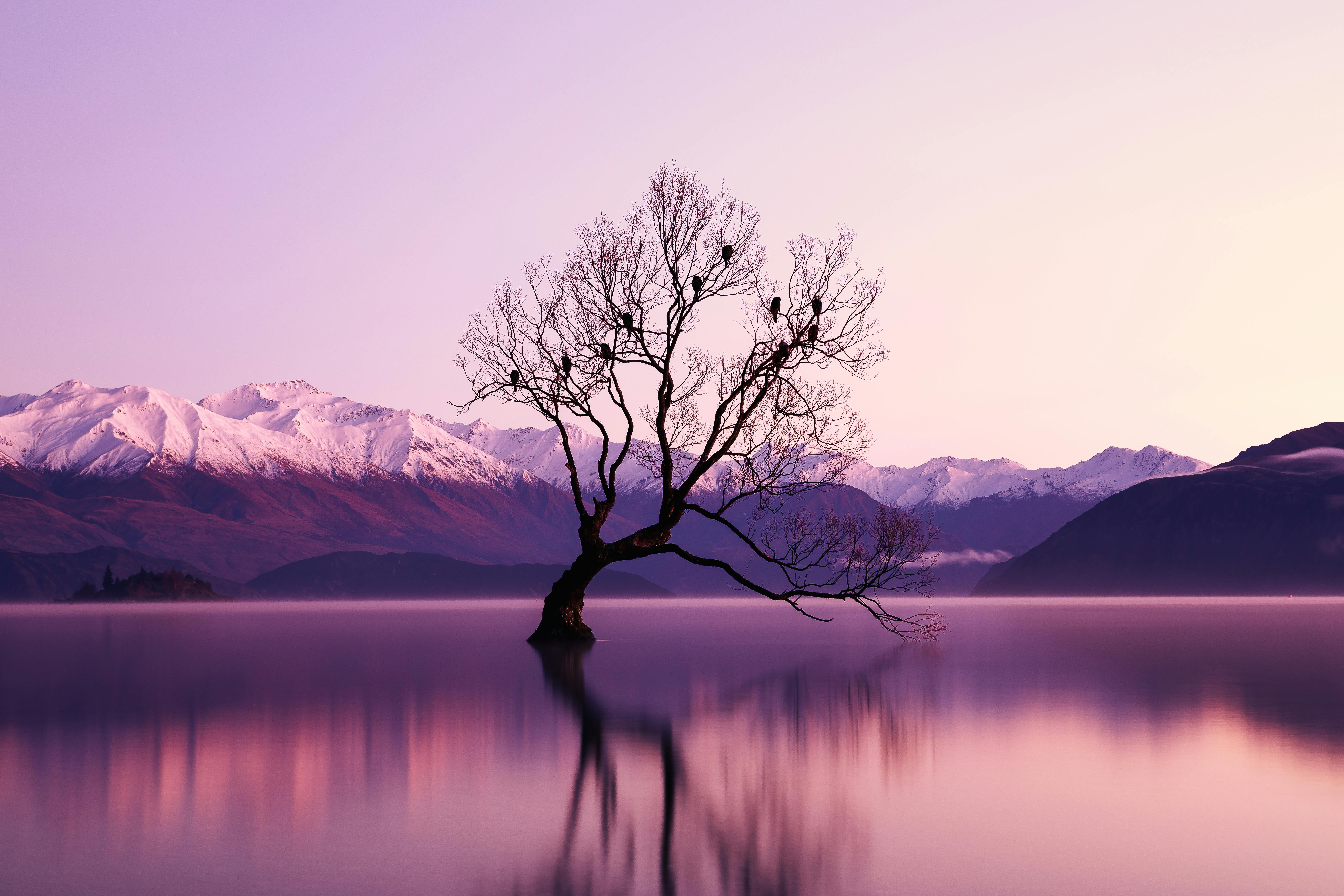 A lone tree stands in the water, with some birds perched on its branches. The reflection of the snow-capped mountains and sky can be seen in the lake. - free wallpaper image