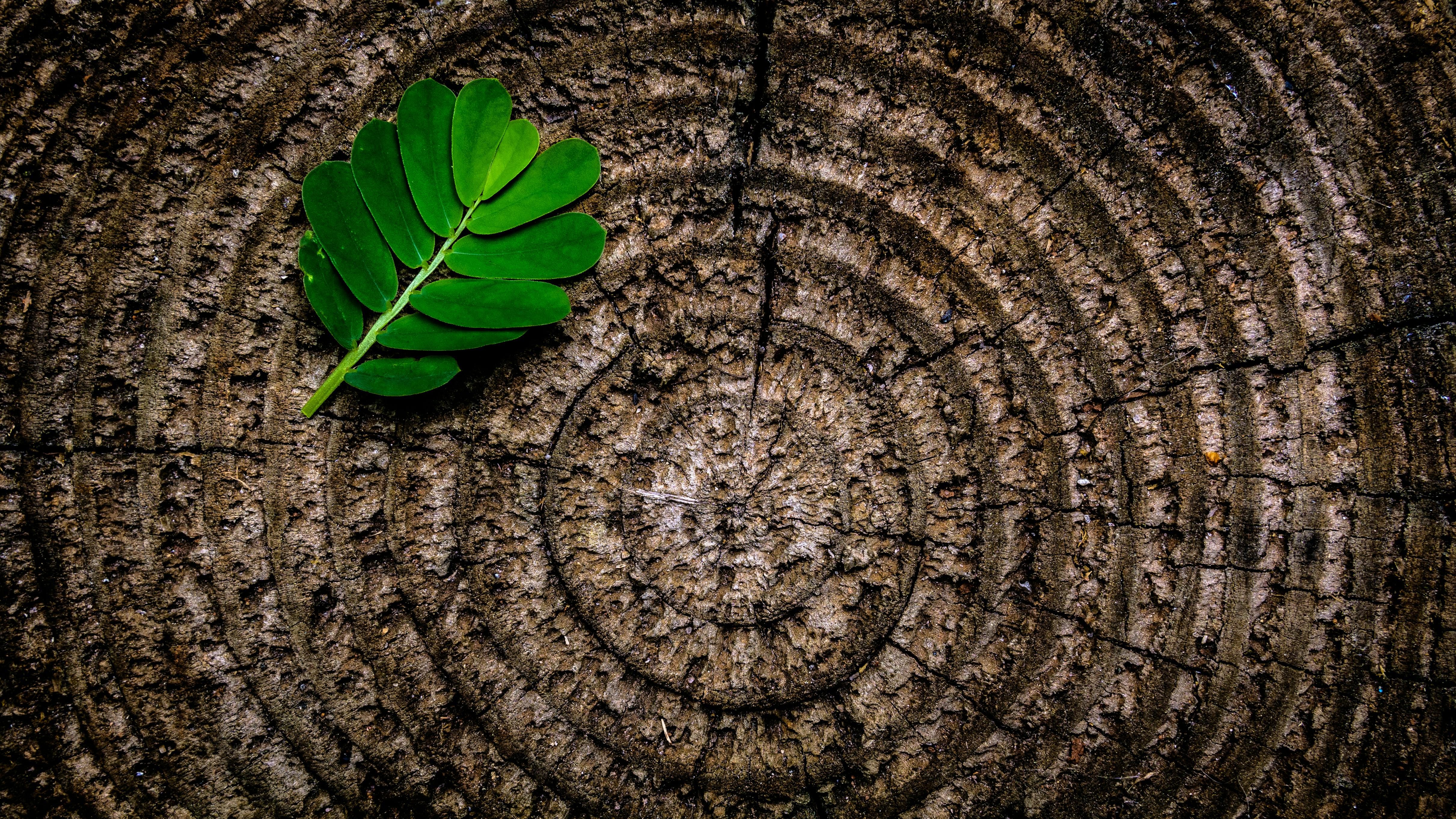 A close-up photo of a tree ring, with a green leaf on it. - free wallpaper image