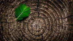 A close-up photo of a tree ring, with a green leaf on it. - free wallpaper image