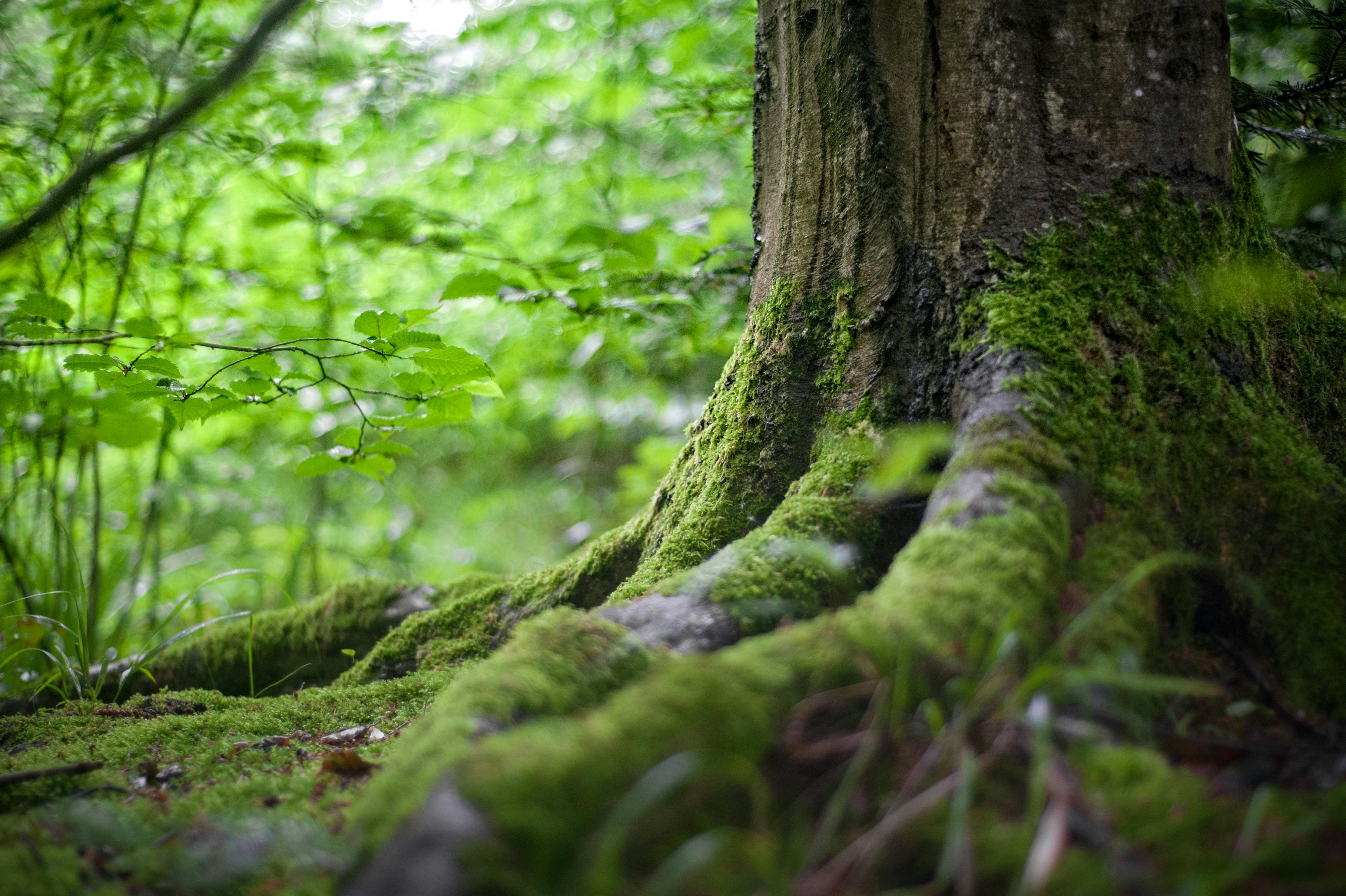 A tree trunk covered with moss in a dense forest. - free wallpaper image