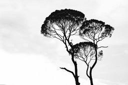 Silhouettes of three trees against a white background, the branches are arranged in a unique pattern. - free wallpaper image