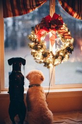 Two dogs are sitting by the window, looking at a Christmas wreath outside, one is black and the other is golden yellow. - wallpaper image