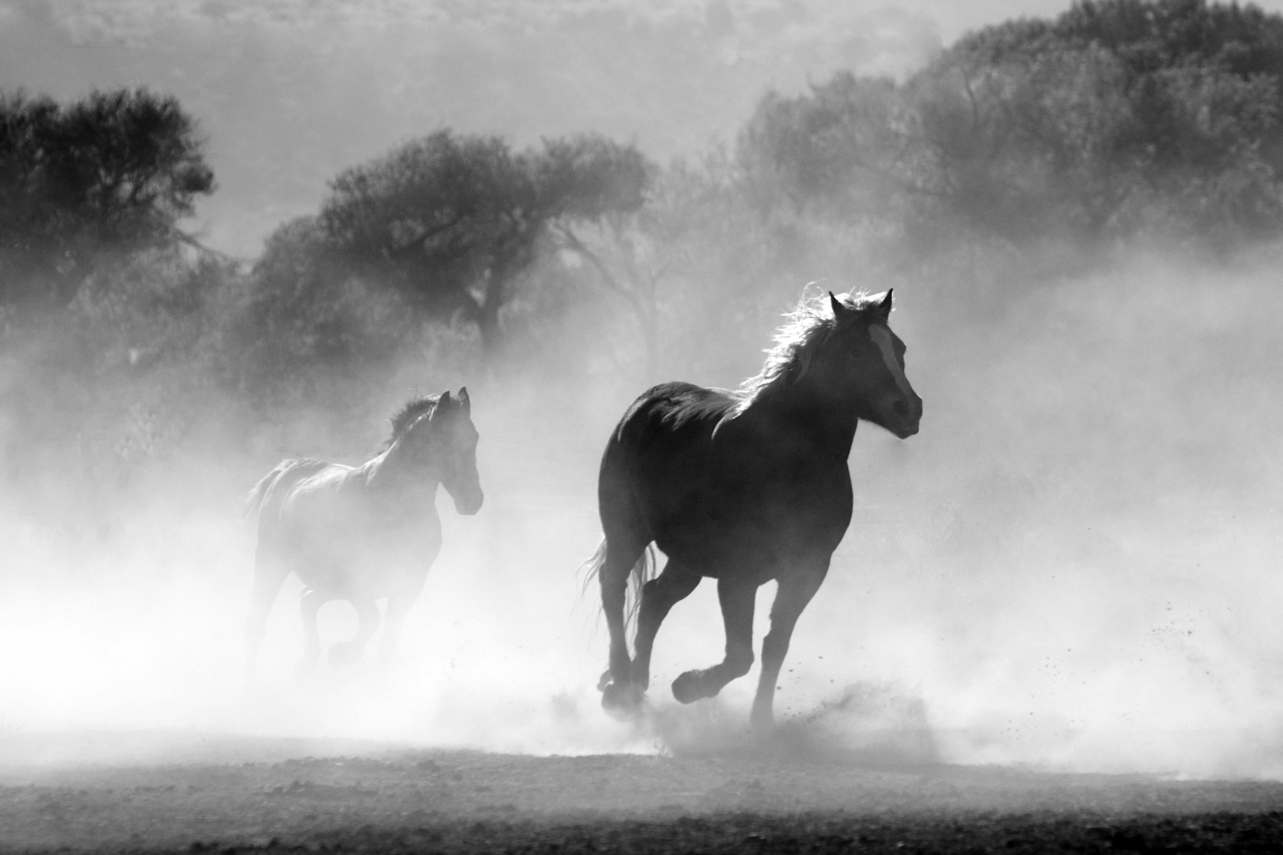 Two horses run on a dusty field with blurred trees and hills in the background. - free wallpaper image