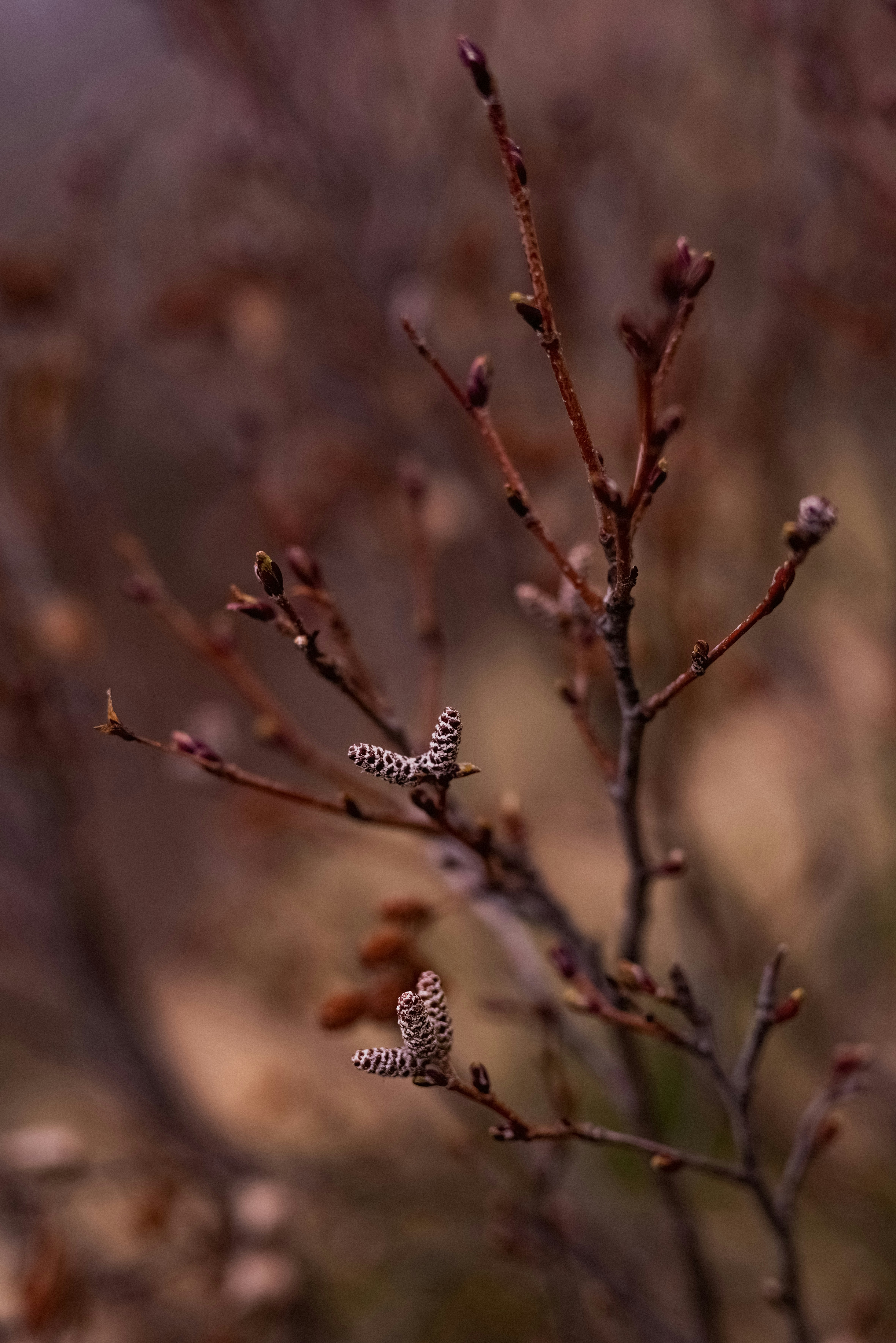 Small white buds on a branch with a blurry brown background. - free wallpaper image