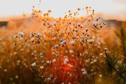 White flowers bloom in a field of grass under the setting sun, the sunlight shines on the flowers, creating a warm tone. - free wallpaper image