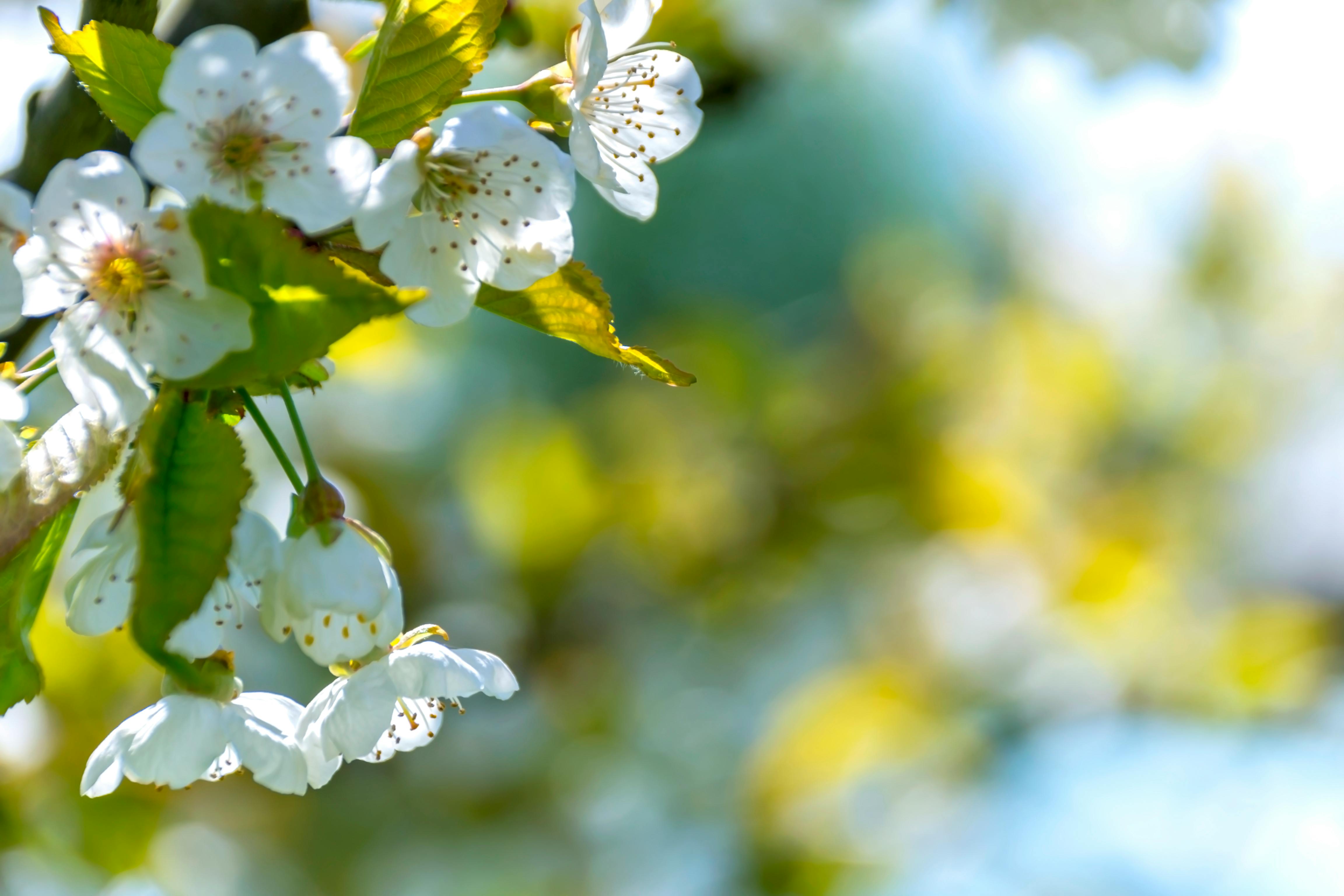 White flowers bloom on green branches, the background is a light blue sky and some blurred yellow flowers. - free wallpaper image