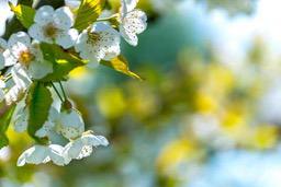 White flowers bloom on green branches, the background is a light blue sky and some blurred yellow flowers. - free wallpaper image