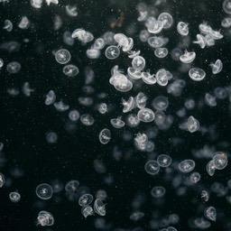 Many transparent white jellyfish float freely against a black background. - free wallpaper image